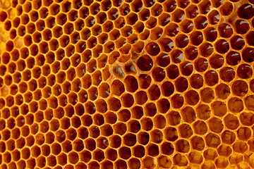 Yellow Honeycomb closeup background - 508006583
