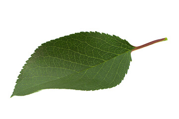 Cherry tree leaf isolate on white background