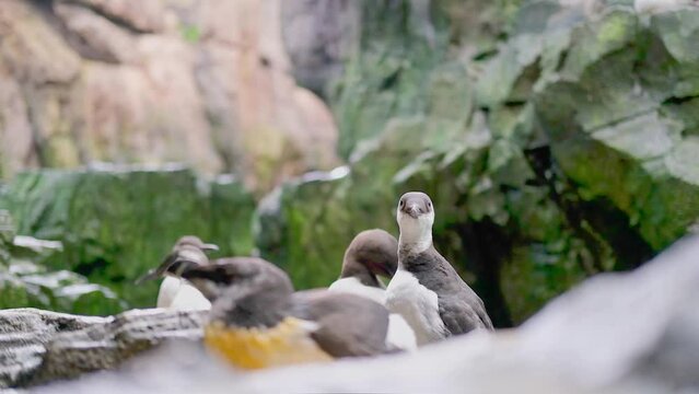 Close up video of razorbill auk or Alca torda.