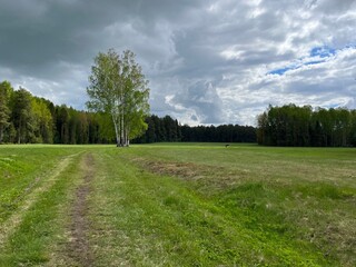 green field and forest background, cloudy sky