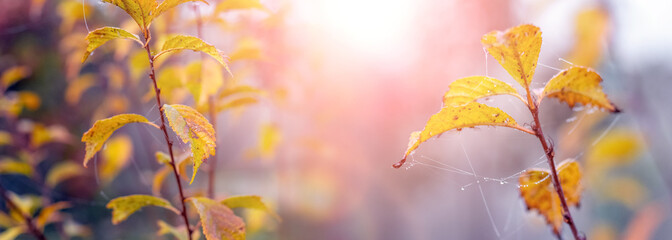 Apple tree branches with yellow leaves and cobwebs in the garden in the morning with fog and sunlight