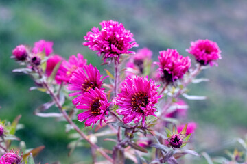 Pink chrysanthemums in the garden. Autumn flowers
