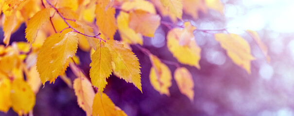 Yellow autumn leaves on a tree on a blurred background