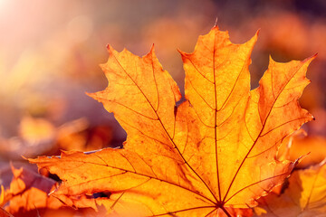 Naklejka na ściany i meble Orange maple leaf on the ground in the sun rays. Autumn leaves