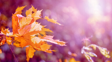 Autumn background with orange maple leaves on a tree in sunny weather on a blurred background