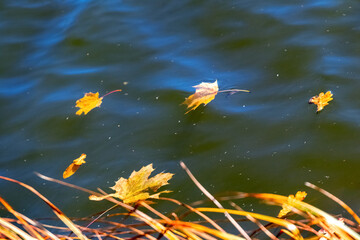 Yellow autumn maple leaves float on the dark water of the river
