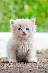 Cute kitten with light fur sitting in the garden on the alley