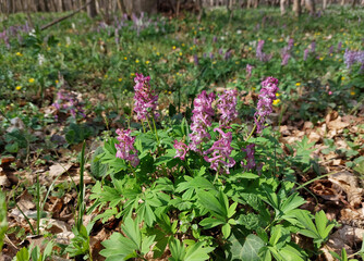 violet flowers on green meadow in spring forest