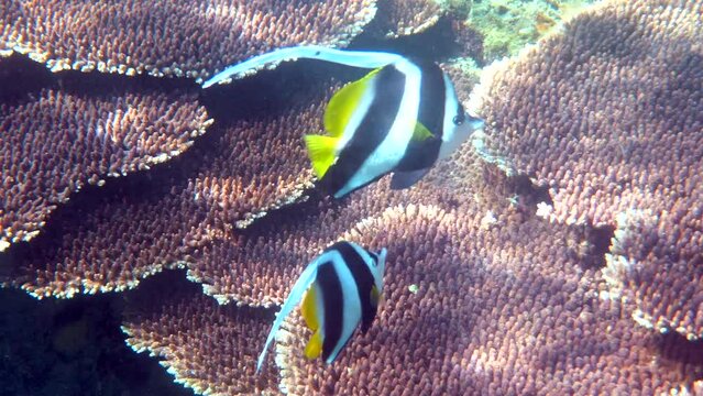Undersea video of of longfin bannerfish in beautiful coral reefs in Thailand. Group of striped sea fish on snorkeling or diving. Underwater video of wildlife deep ocean world. Save eco concept