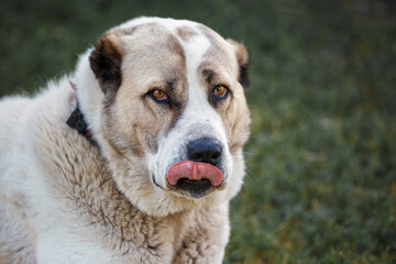 Central Asian Shepherd Dog portrait on the outside background.