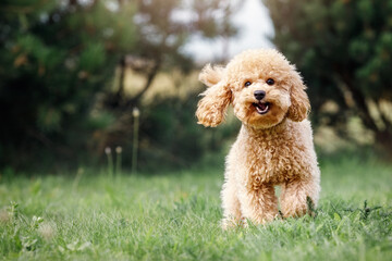 A smiling little puppy of a light brown poodle in a beautiful green meadow is happily running towards the camera. Cute dog and good friend. Free space to copy text - obrazy, fototapety, plakaty