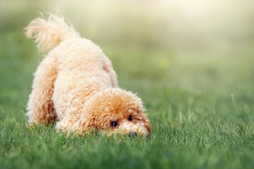 A cute little poodle was playing on the lawn on a sunny day, the dog found something in the grass,...
