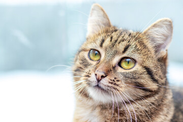Cute striped cat sitting by the window and looking up