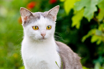 White spotted cat in the garden on a blurred background close up