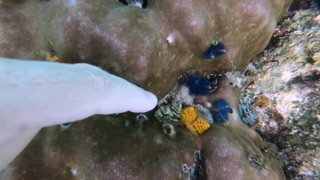 Underwater video of hidden Christmas Tree Worms or Spirobranchus giganteus in coral reef of Gulf of Thailand. Man hand touch colorful christmas tree worms growth on a coral. Wildlife deep ocean. Pov