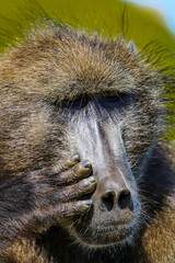 Baboon 
