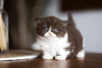 Niedliche Britisch Kurzhaar Katzen Babys