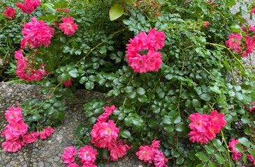 Summer pink flowers 