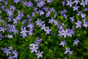 Myrtle flowers, creeping myrtle. Blue flowers on a meadow soft focus, beautiful blurred background.  Vinca minor,  lesser periwinkle flowers
