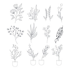 botanical minimal plants and flowers icons sets