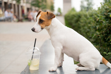 Jack russell terrier dog with a plastic glass of lemonade