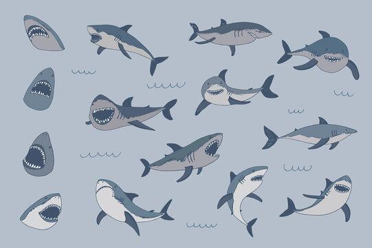 Sharks vector illustrations set