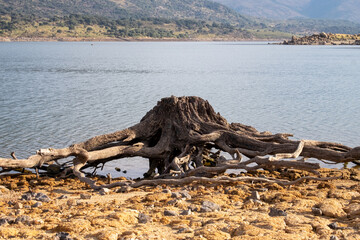 Fototapeta premium The trunk and roots of an old cut tree rest on the shore