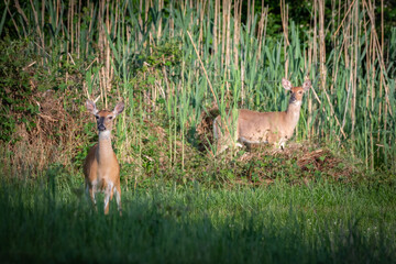 White-tailed deer in the grass. 
