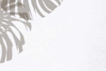  tropical monstera leaves, shadow of on white wall © chbsc