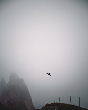 Gracchio alpino dentro alle nuvole