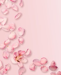 Obraz na płótnie Canvas Beautiful pink daisy flower on pink background. Minimalist floral concept.
