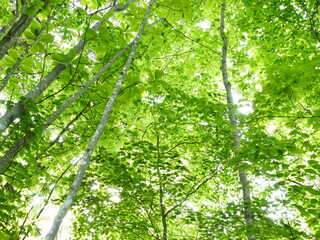 Fototapeta premium green leaves in the sun