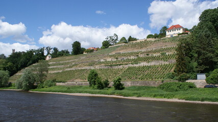 Weinberg, Elbe, Dresden, Fluss, Villa