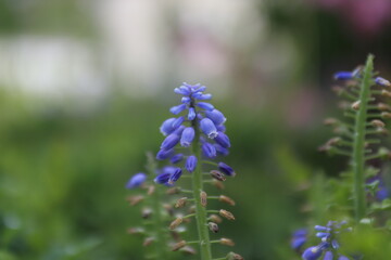 close up of lavender flowers