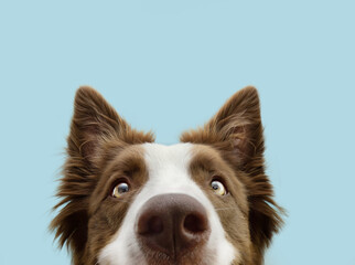 Close-up curious border collie dog looking at camera. Isolated on blue background