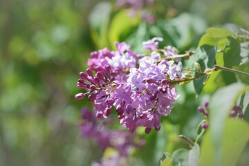 pink lilacs