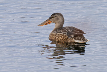 Northern shoveler, Skedand, (Spatula clypeata)