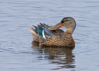 Northern shoveler, Skedand, (Spatula clypeata)