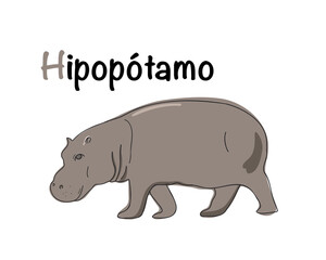 Portuguese alphabet depicting a hippopotamus. Translation from Portuguese: hippopotamus. Vector doodle hand drawn illustration