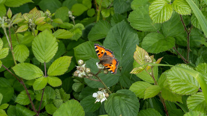 Small tortoiseshell on a blackberry blossom