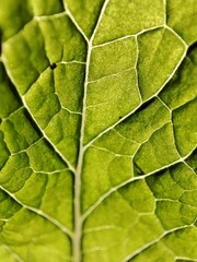 green leaf texture