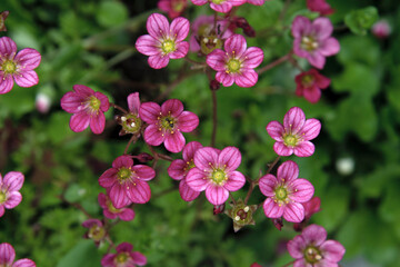 Beautiful bright pink flowers on a blurry background close-up