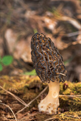 Morel mushrooms grows in forest (Morchella esculenta)
