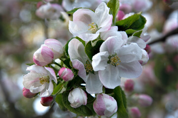 A branch of an apple tree with pink buds on a blurred background