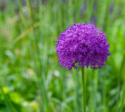 Flower head of Allium Purple Sensation(Allium aflatunense)_ Baden-Baden, Germany