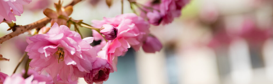 macro photo of blooming pink flowers on branch of cherry tree, banner.