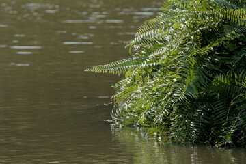 fern leaf in the water