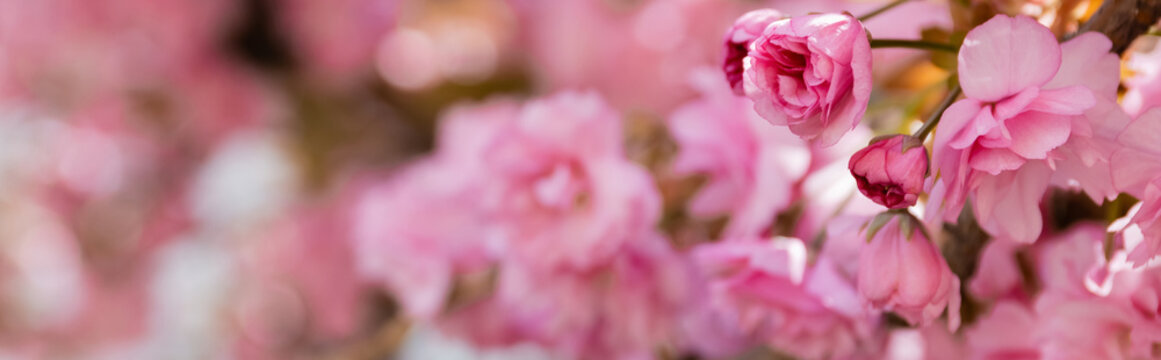 close up view of pink flowers of aromatic cherry tree in park, banner.