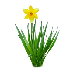 Spring daffodil isolated on white background. Flower with leaves.