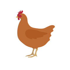 Vector hand drawn flat colored chicken hen isolated on white background
